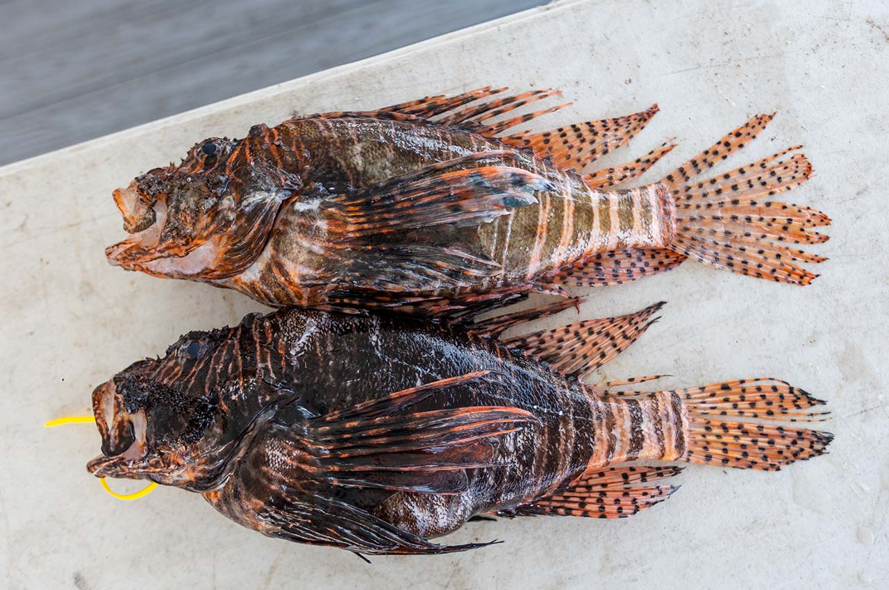 Lion Fish