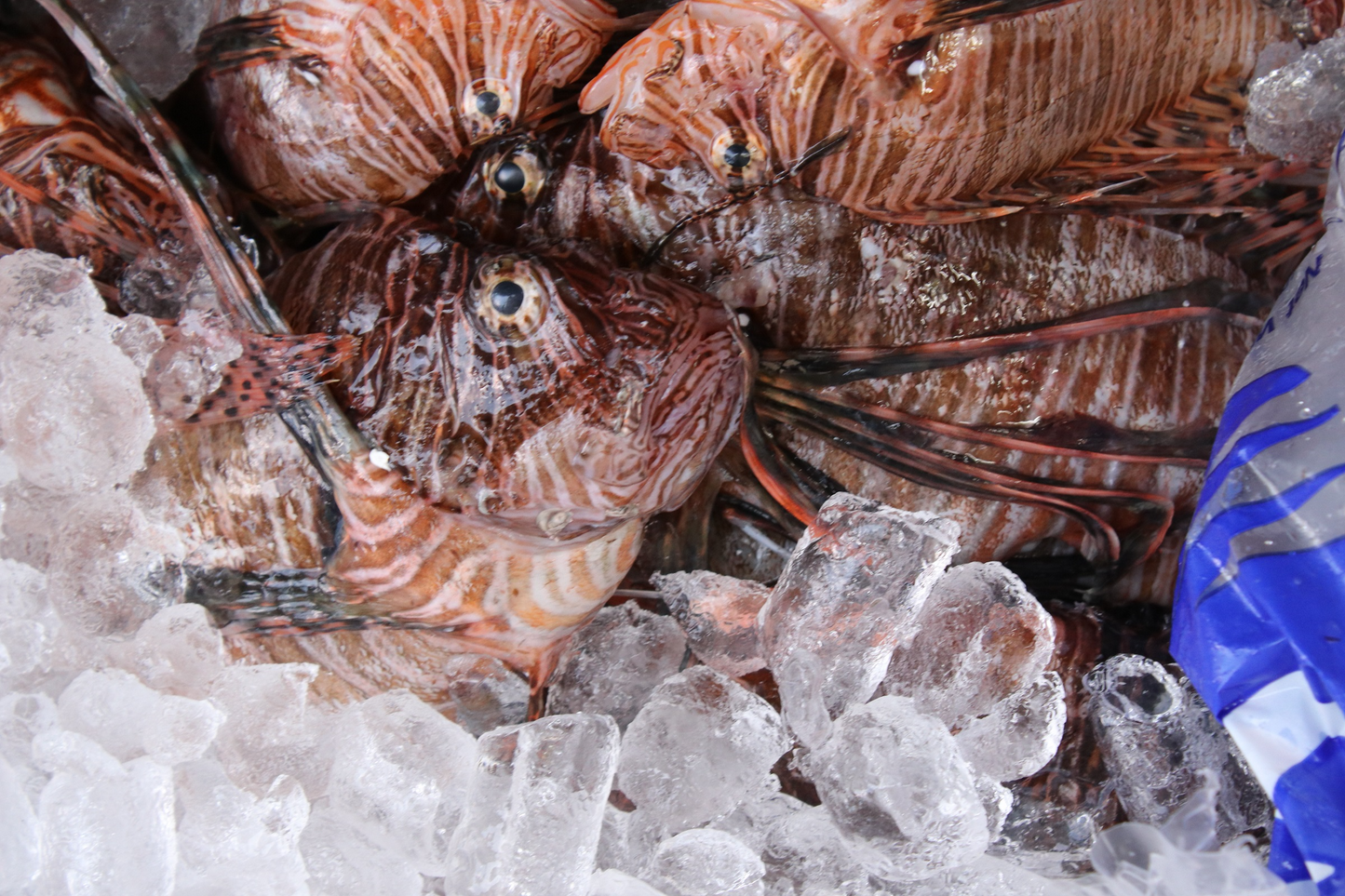 Lion Fish