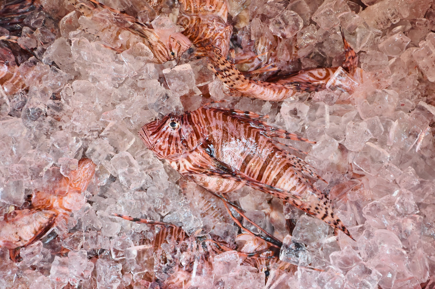 Lion Fish