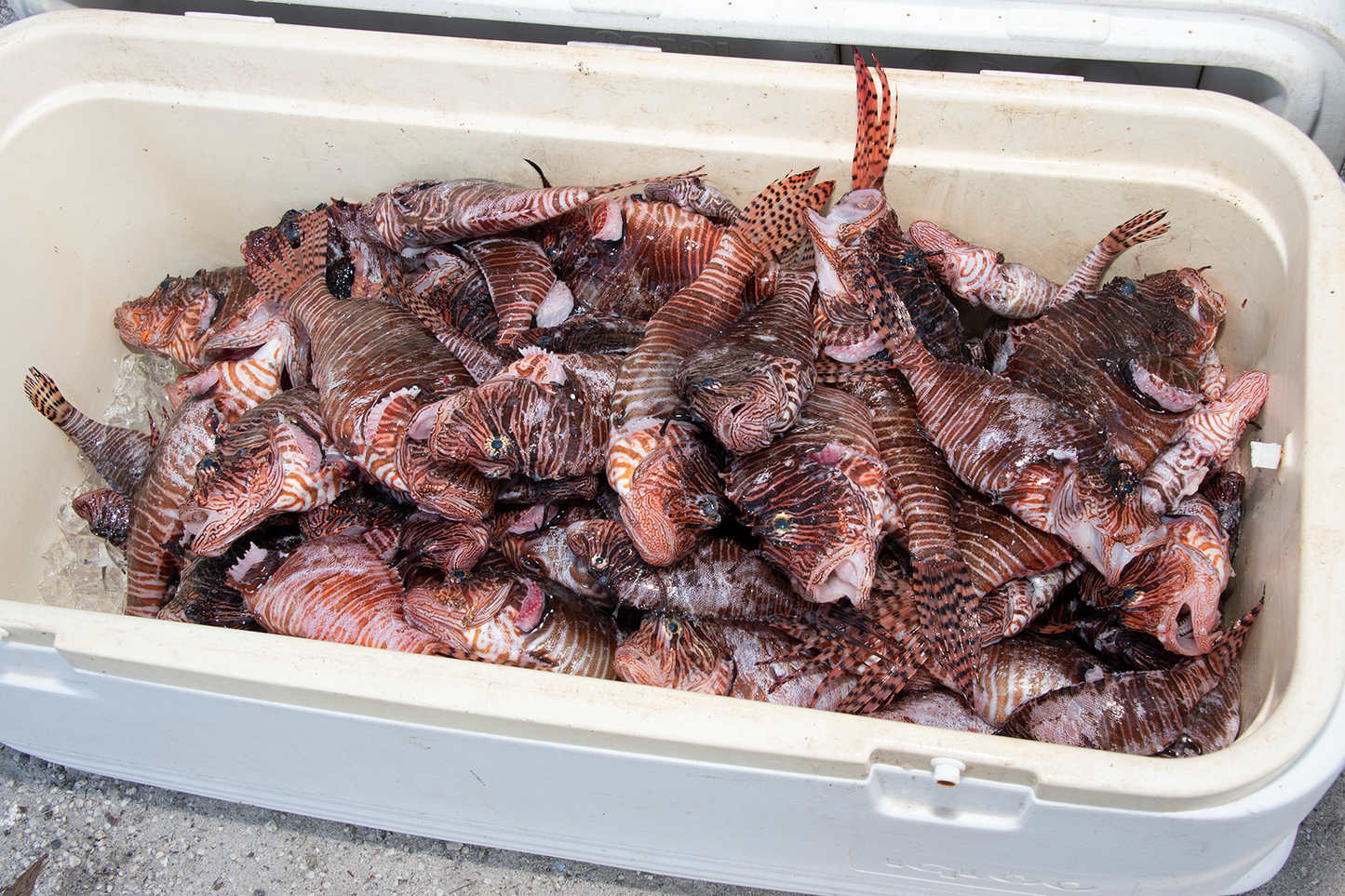 Lion Fish