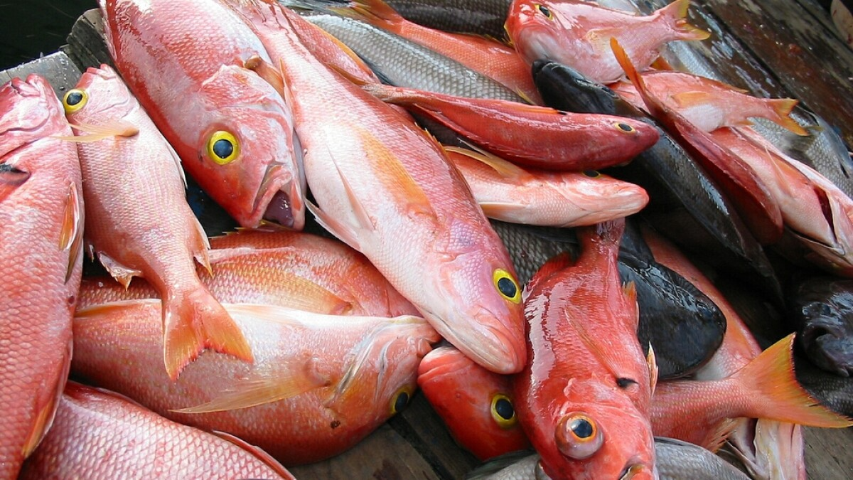 Red Fish