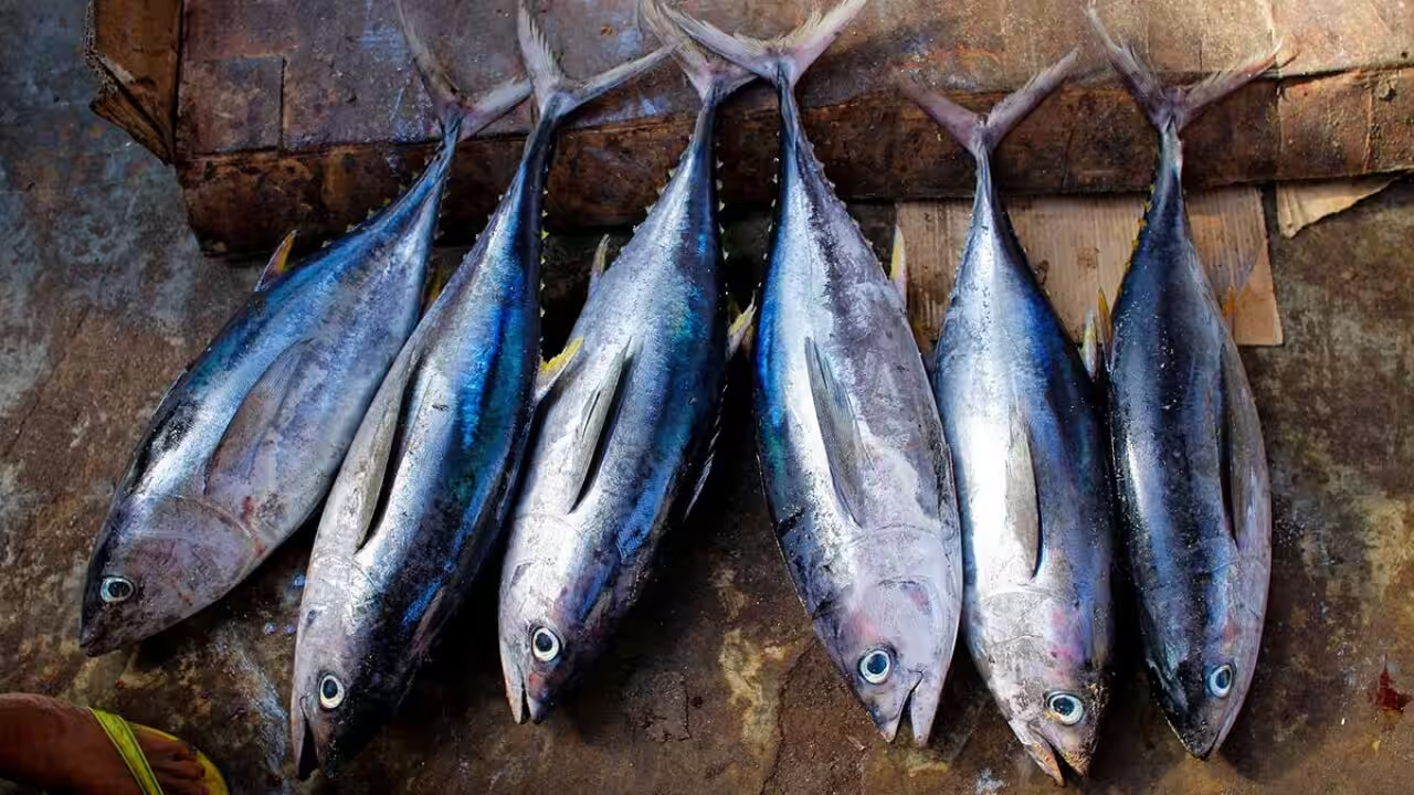 Tuna