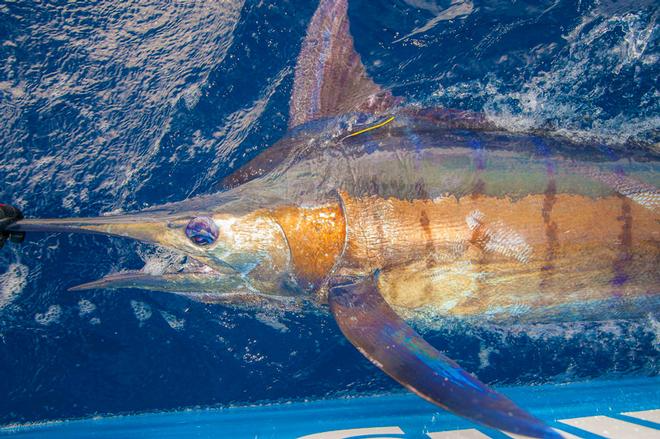Blue Marlin