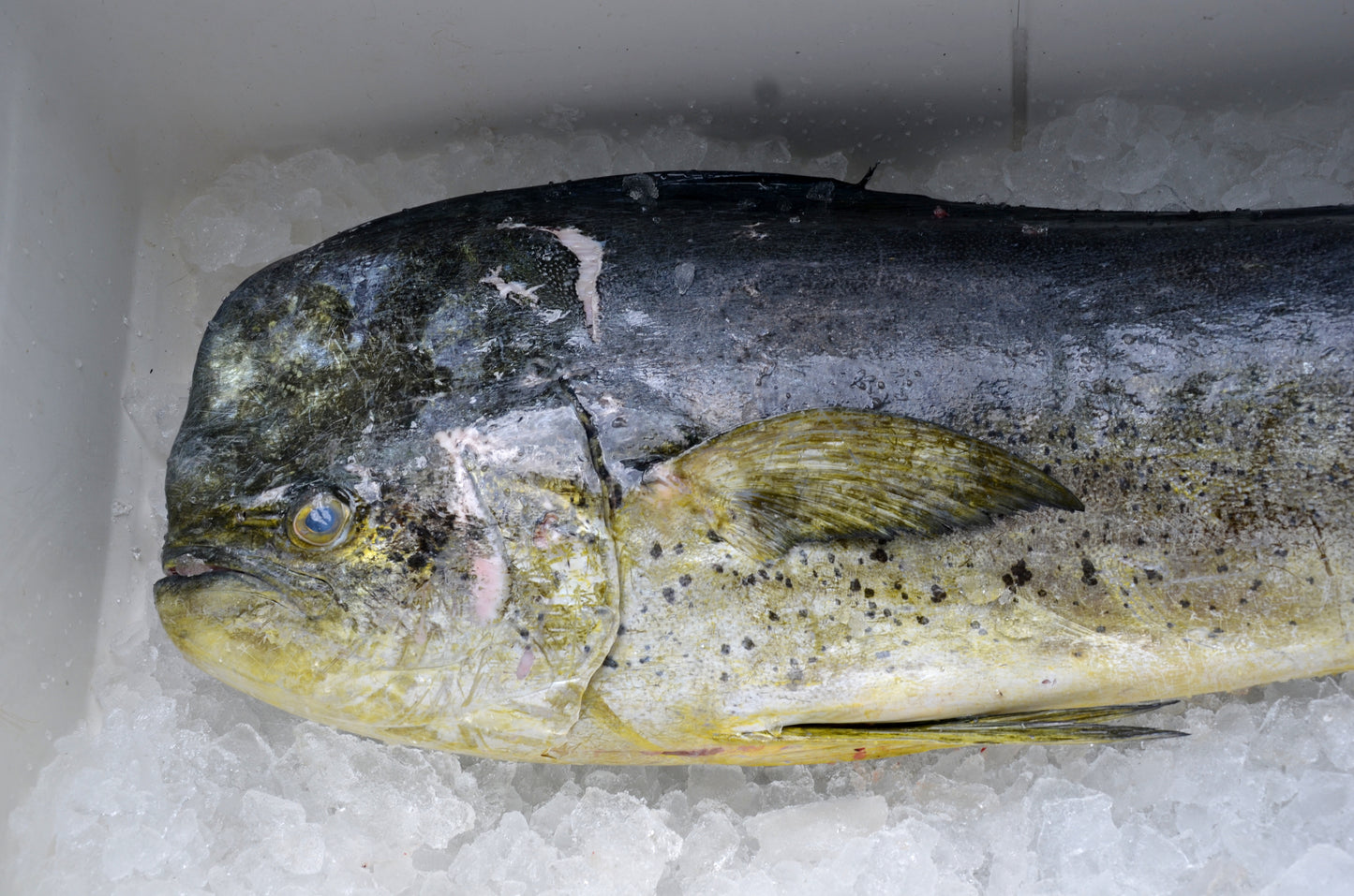 Mahi Mahi