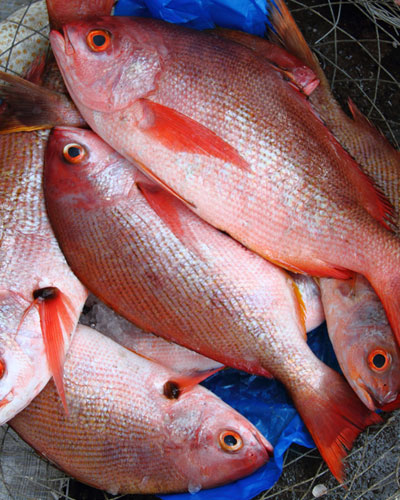 Red Fish