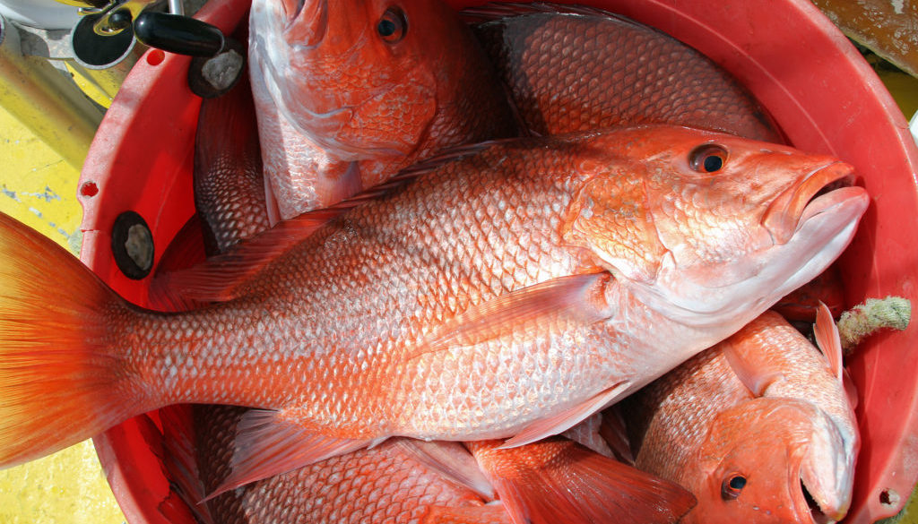 Red Fish