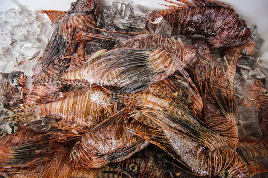 Lion Fish