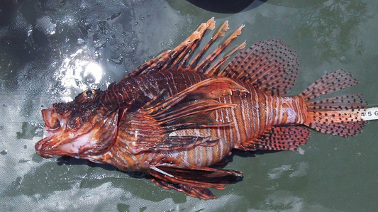 Lion Fish