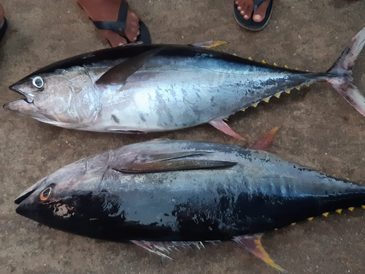Tuna