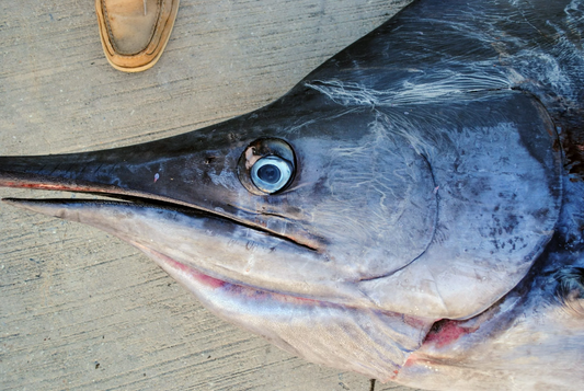 Blue Marlin
