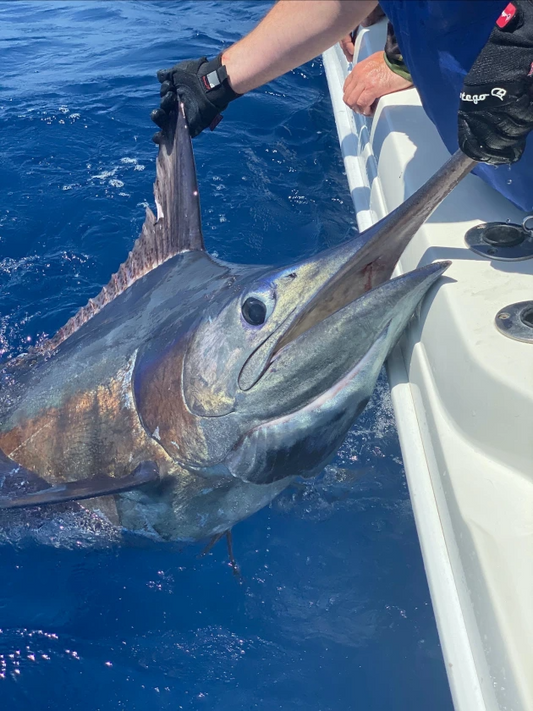 Blue Marlin