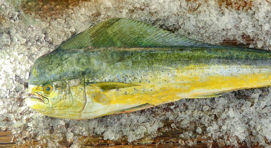 Mahi Mahi