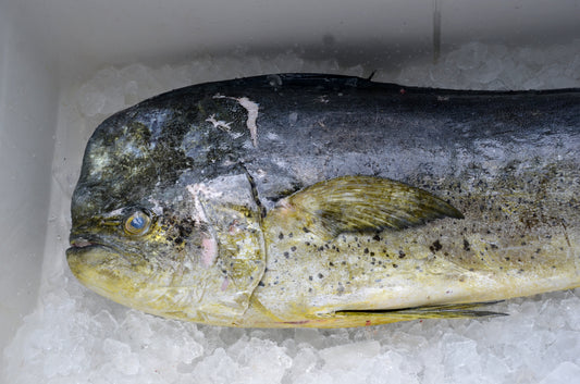 Mahi Mahi