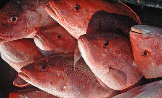 Red Fish